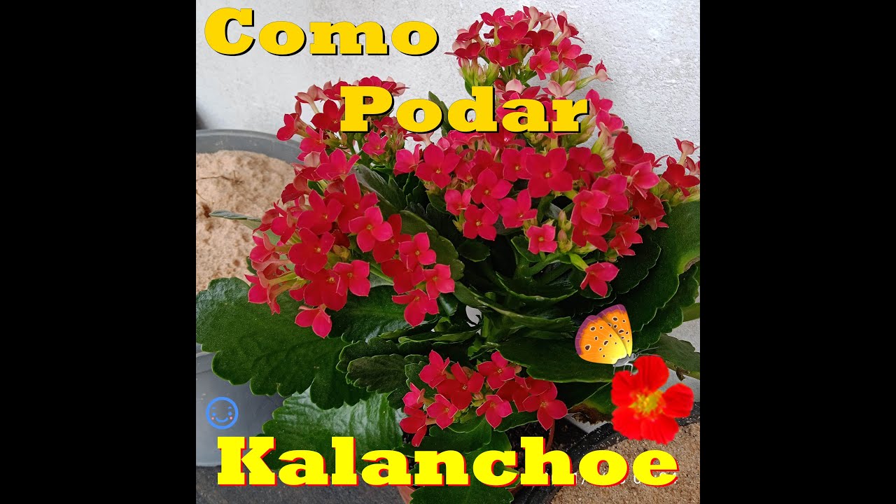 Como podar Kalanchoe.🌿