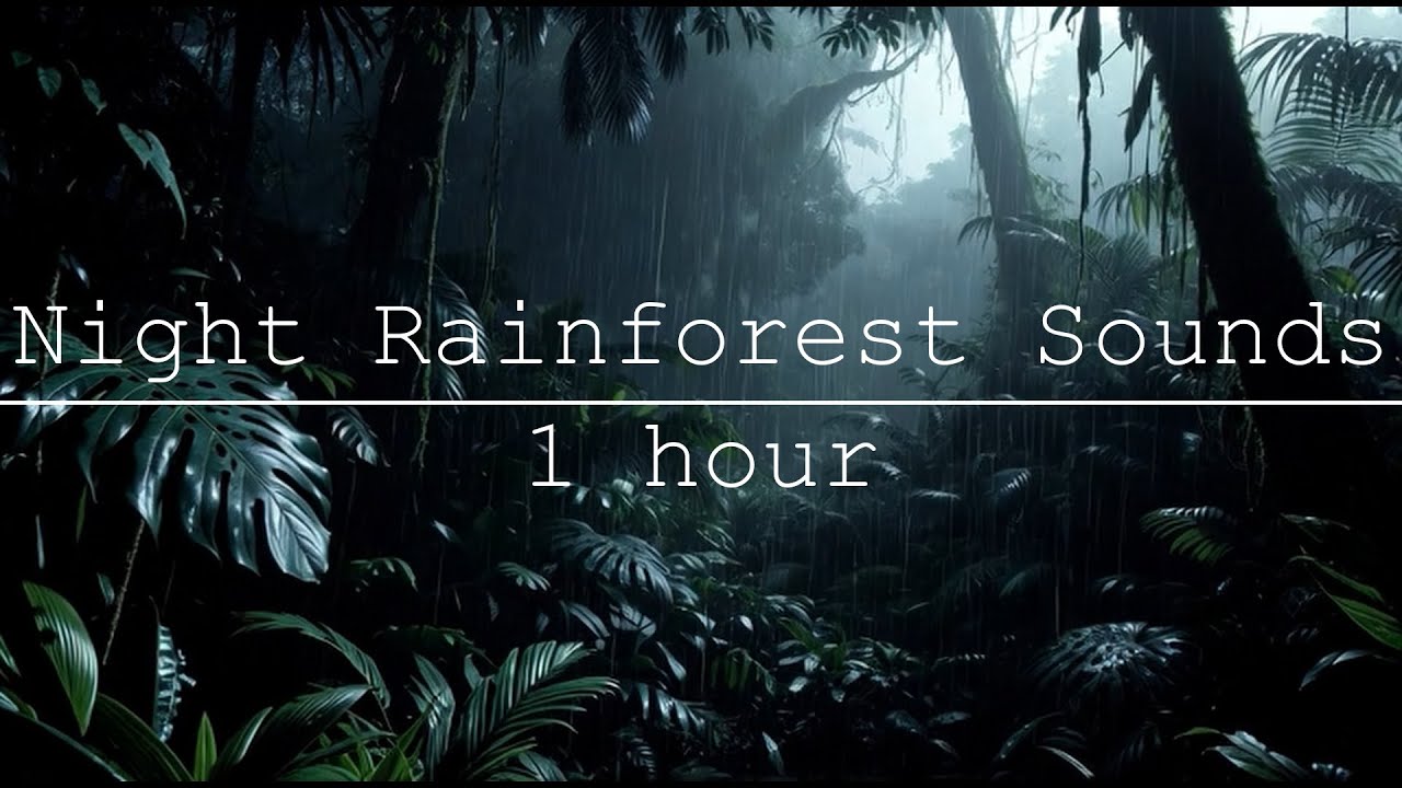 NIGHT RAINFOREST RAIN SOUNDS FOR SLEEP | 1 HOUR
