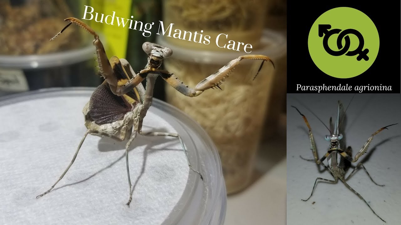 Budwing Mantis Care and Species Profile