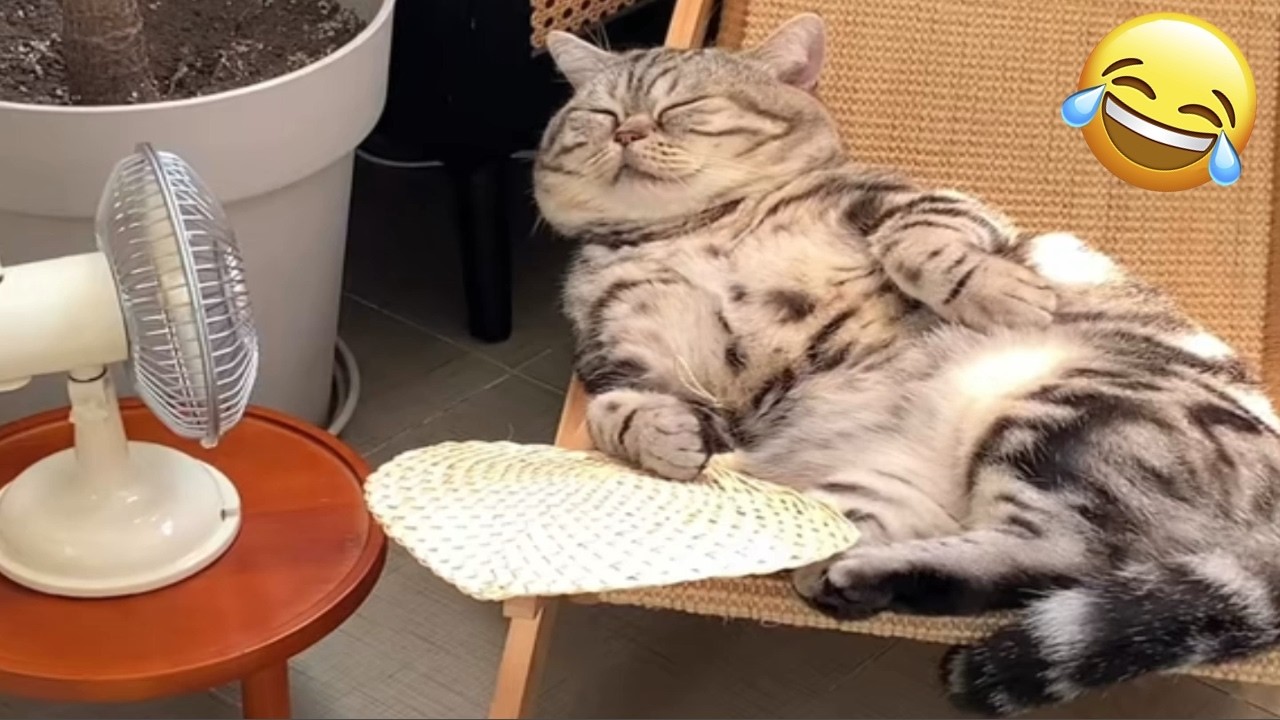 Funny Cats and Dogs 😹🐶 Try Not To Laugh | Funniest Animal Videos