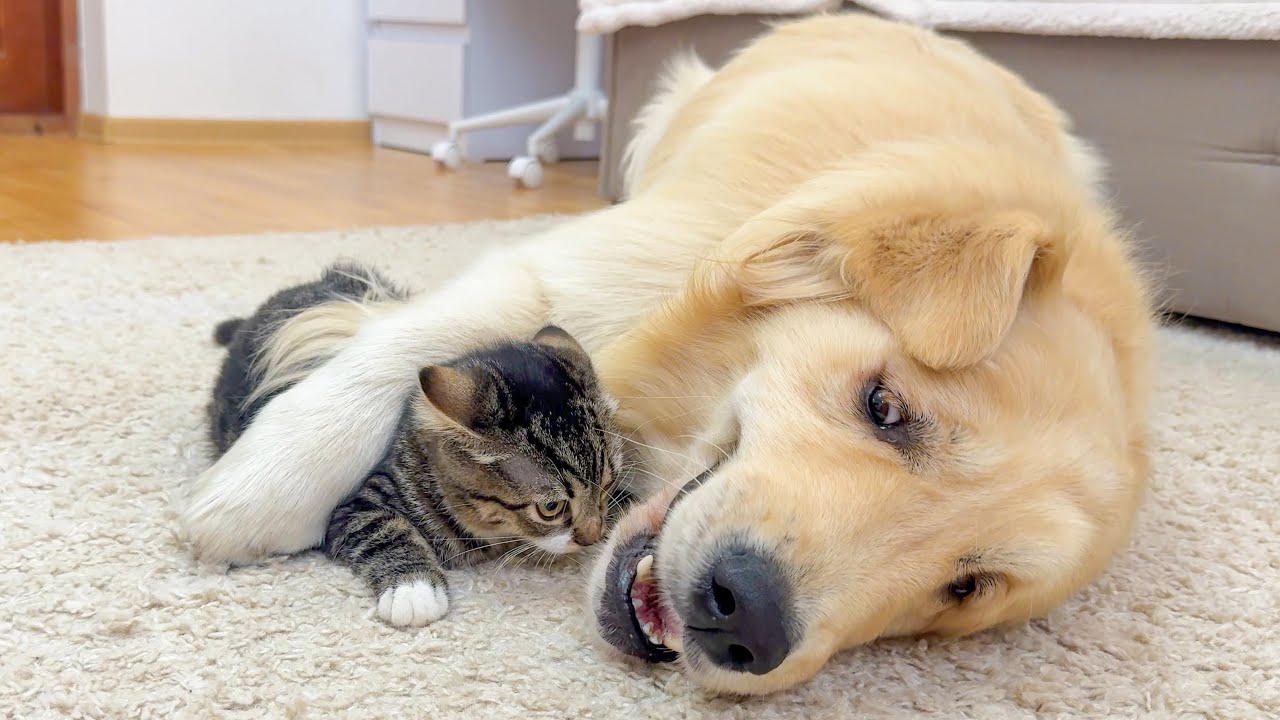 Golden Retriever&rsquo;s Hilarious Reaction to Hyper Kitten!