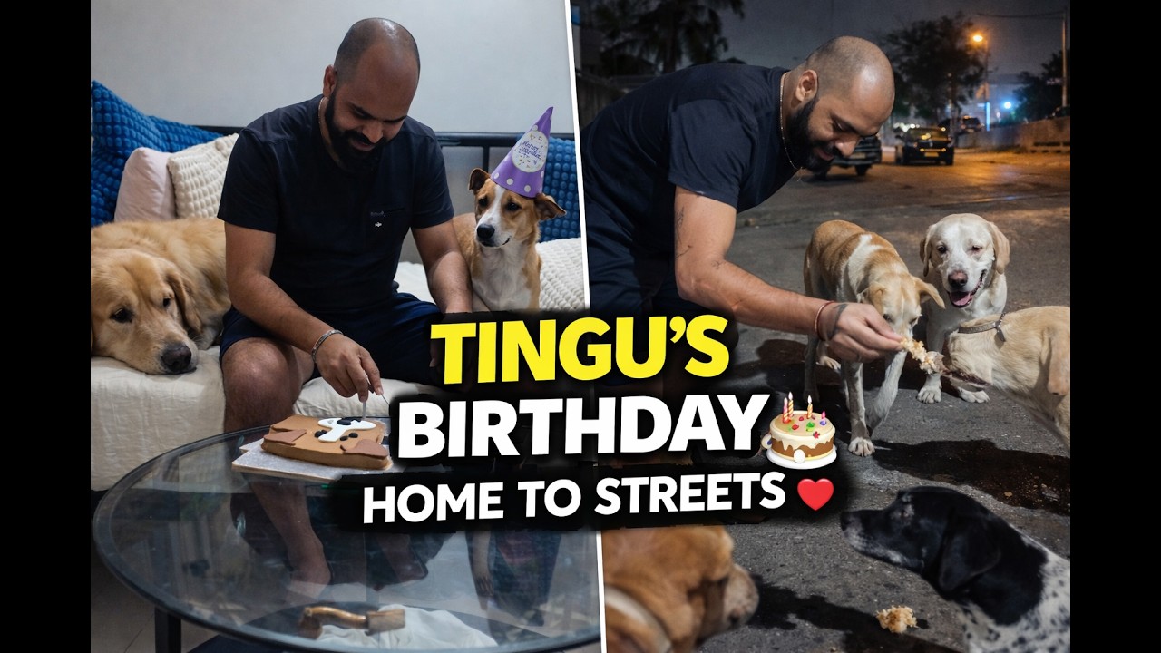 Tingu&rsquo;s Birthday Celebration with His Mom & Street Dog Family 🎂🐾