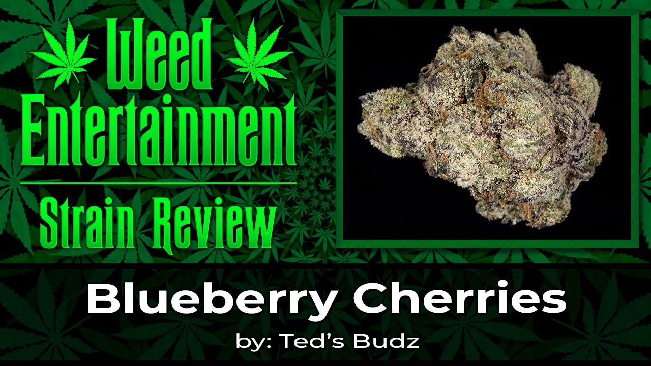 Blueberry Cherries - by Ted's Budz - Review - November 2024
