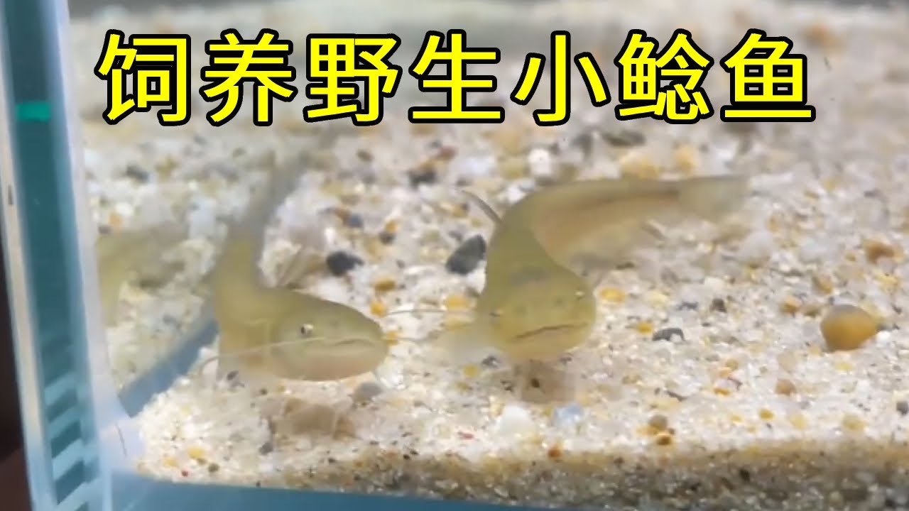 小伙野外抓到两条小鲶鱼饲养，斥巨资给其打造豪华别墅，不料其中一条竟跳缸逃跑变成鱼干【天野侠】