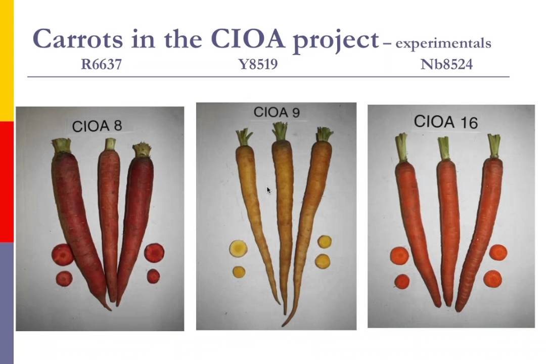 Vegetable Breeding Research Updates: Philipp Simon, USDA ARS