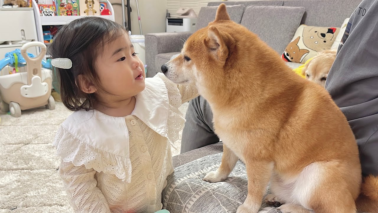 まるで人間のように言葉を理解していることを1歳児に褒めてもらう豆柴