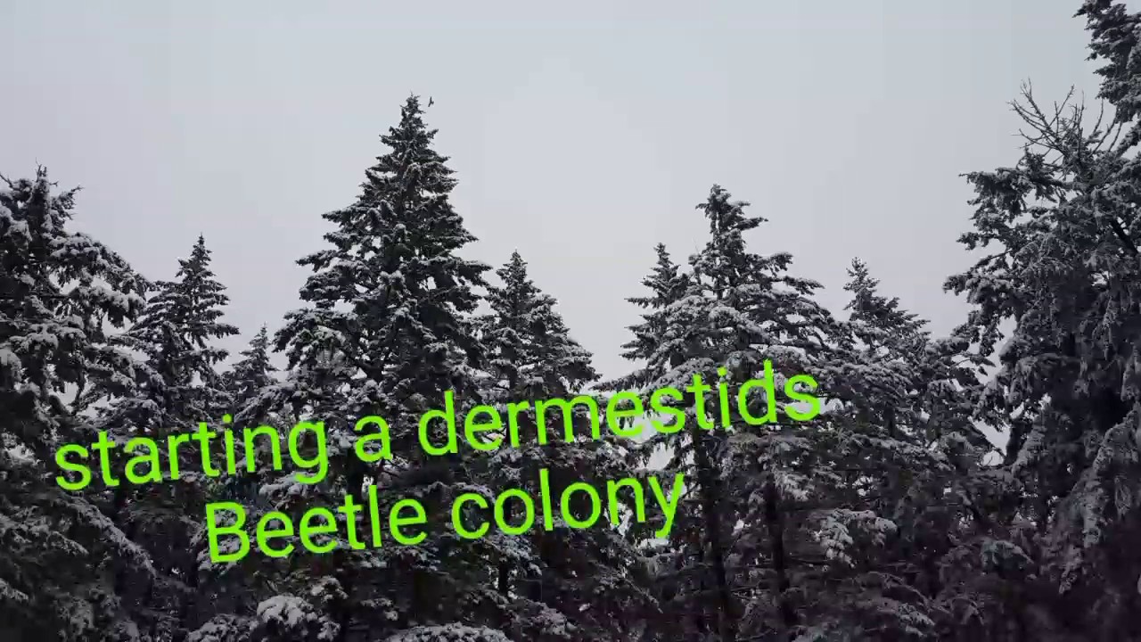 Starting a dermestids Beetle colony