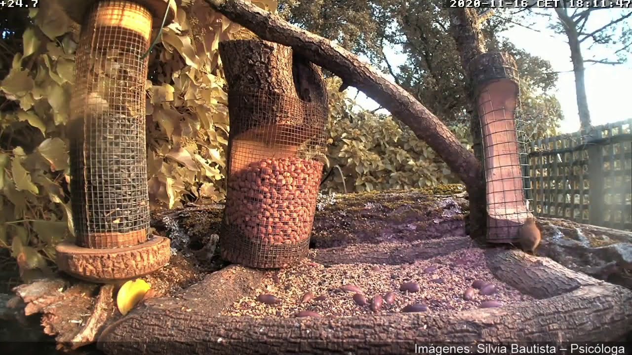 Nueva visita del chochín - comedero Collado Villalba /  Wren visit - Bird feeder in Madrid, Spain