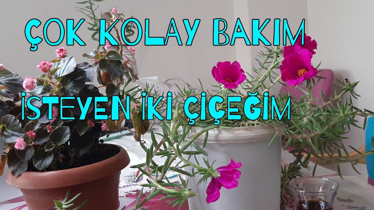 İpek Çiçeği Bakımı💥Şeker Begonya Güzelliği!