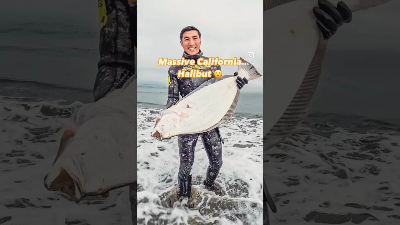 Landed Massive California Halibut Spearfishing #fishing #monsterfish  #diving #personalbest  #huge
