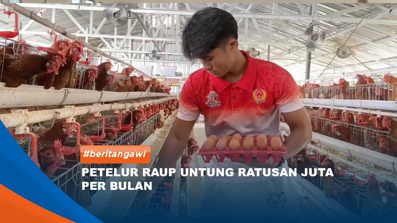 NGAWI - Berkah MBG, Peternak Ayam Petelur Raup Untung Ratusan Juta Per Bulan