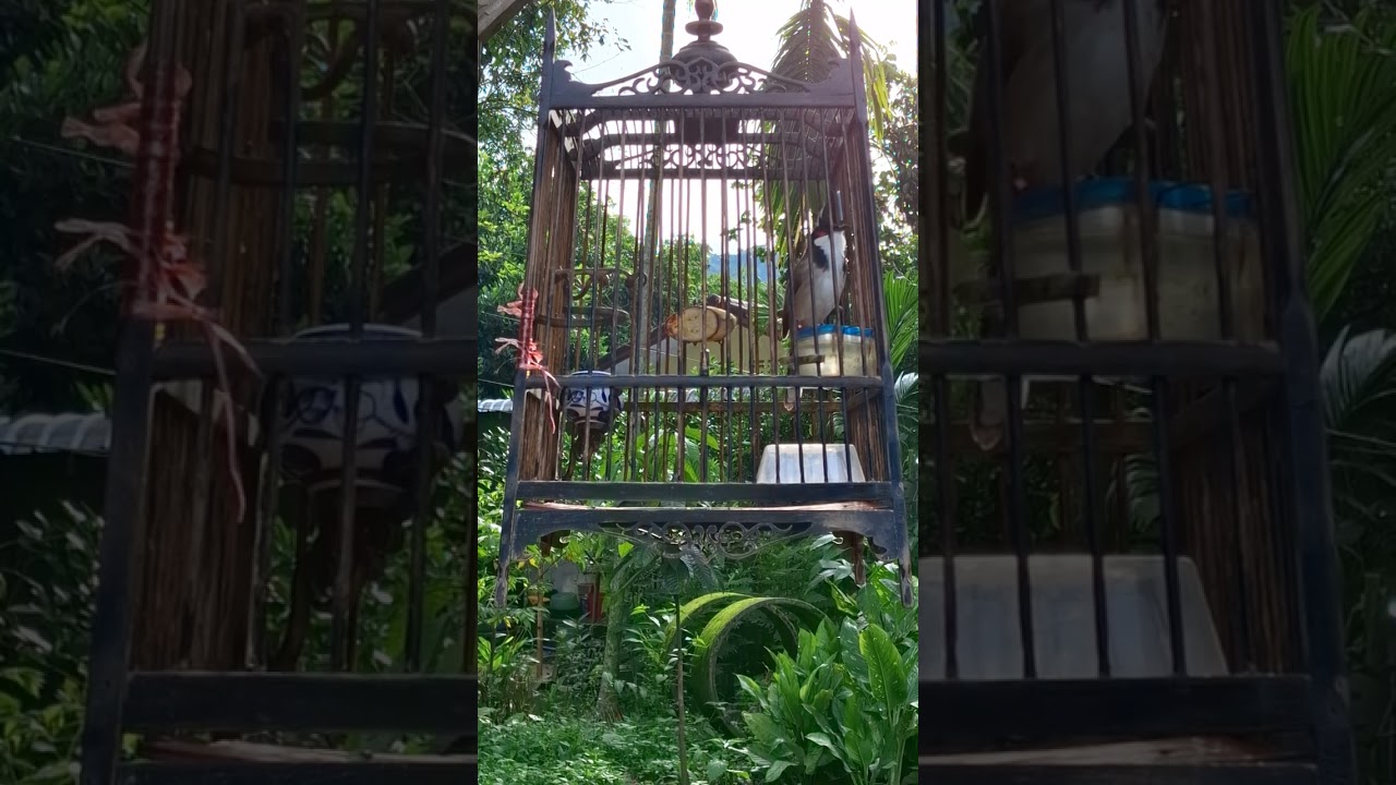 เปิดเสียงไว้ฝึกนก หลังฝนหยุดก็ฝึกกันต่อ ร้องๆริกๆ 🕊🕊