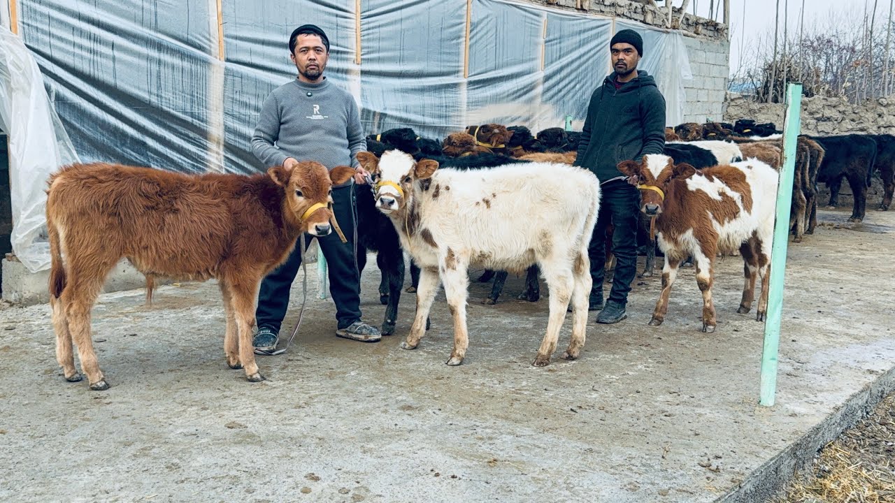 ☎️+998.90.820.13.14.MUSOFIRLAR TALABIGA BO'LIP KETI BUYOG'I 2026_01_18_yanvar.