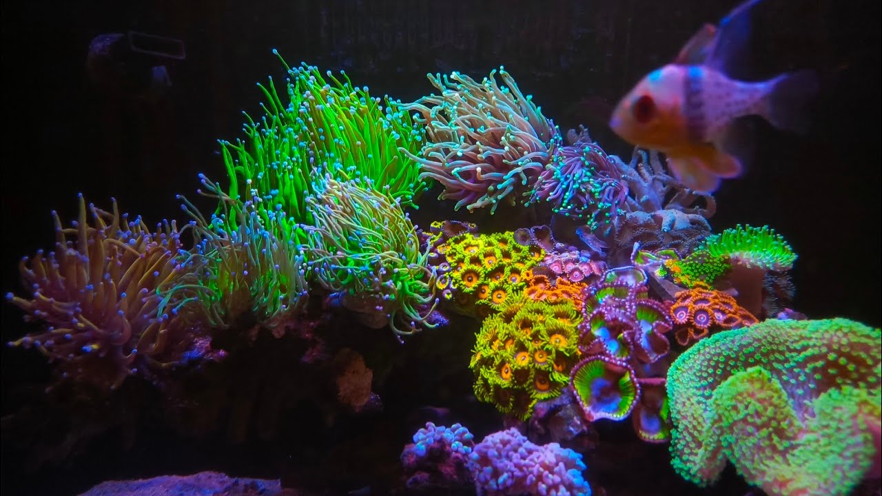 Aquarium Laut anti RIBET cuma modal INI⁉️ no Water Changes‼️