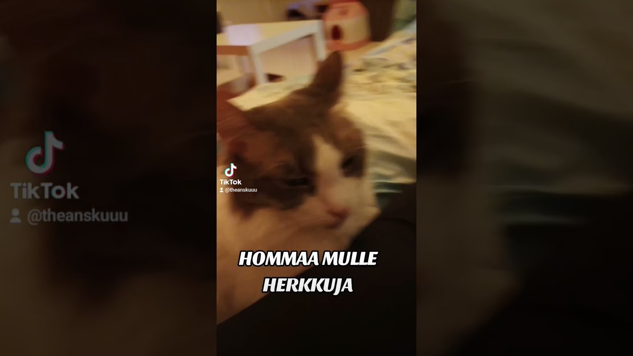 Hommaa mulle herkkuja 🐱