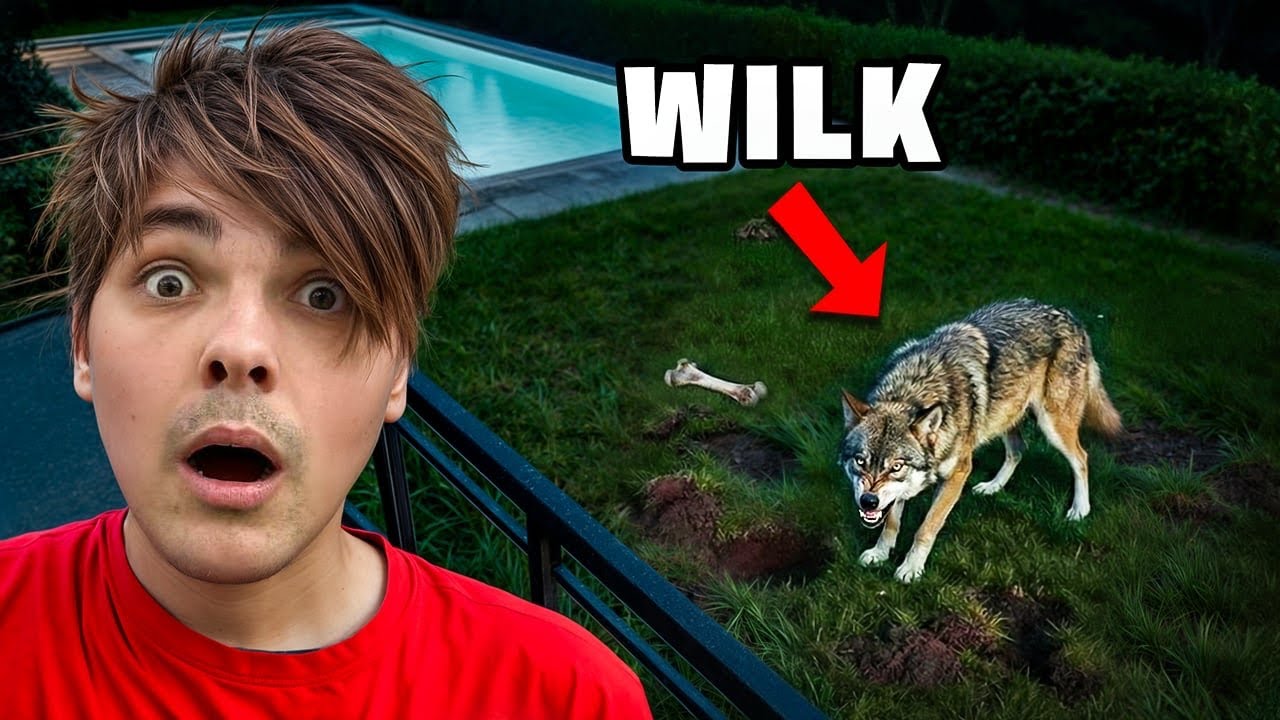 WŚCIEKŁY WILK BYŁ NA NASZYM PODWÓRKU!