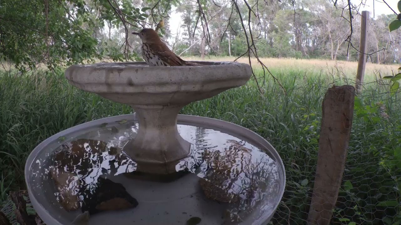 Shady Day Bird Bath Beauties