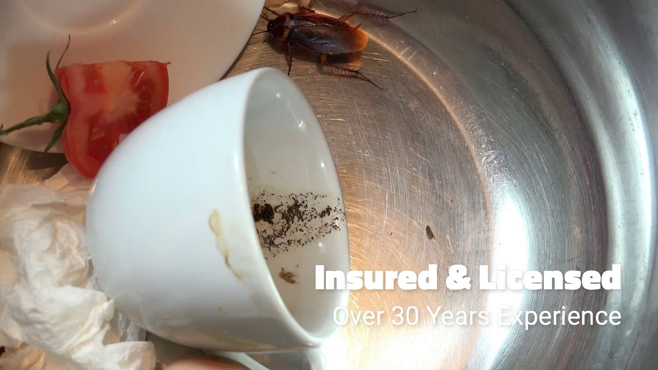 Natural Pest Control Houston