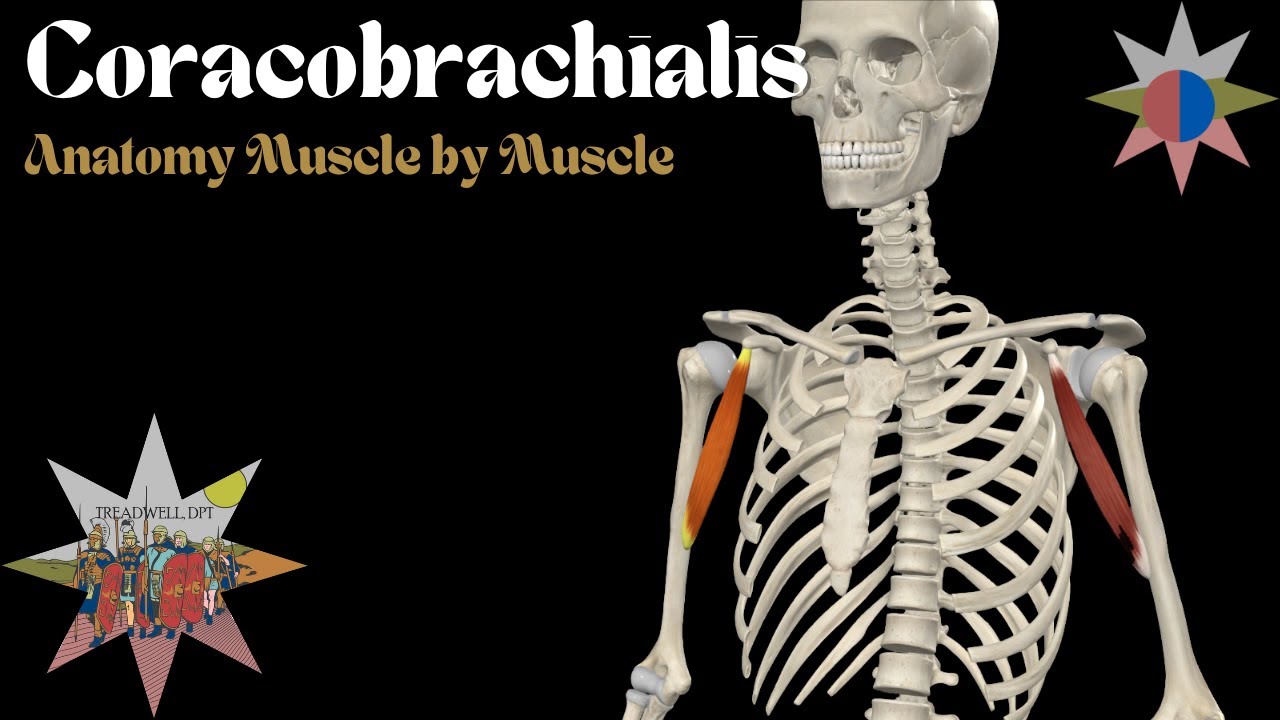 Coracobrachialis – Anatomy Breakdown | Origin, Insertion, Function, Innervation