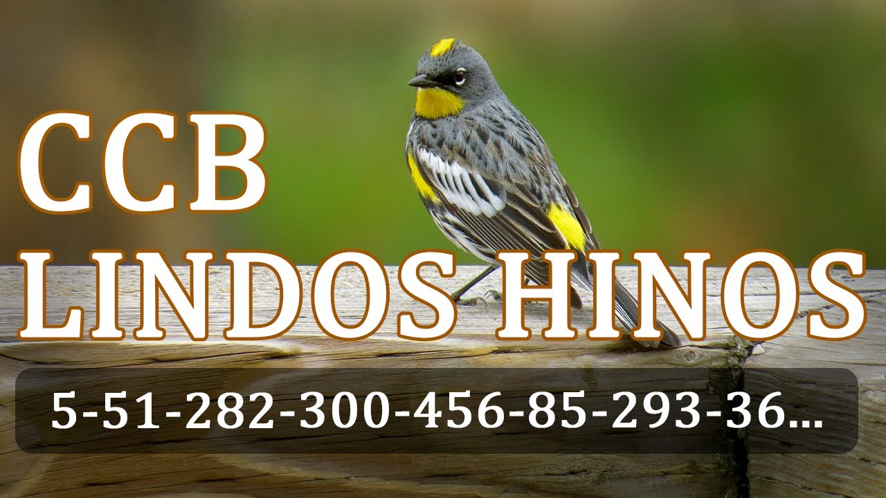 HINOS CCB 5-51-282-300-456-85-293-36-42-341
