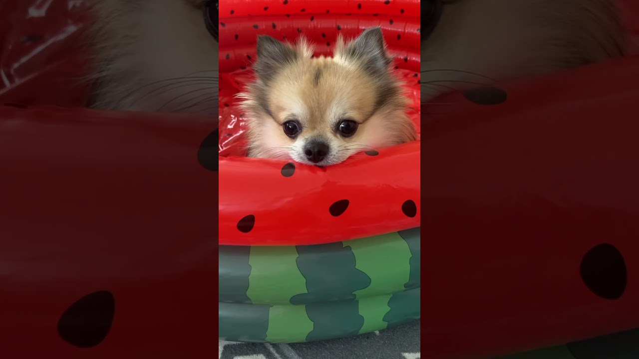 可愛いだけじゃだめですか？🐶🎀#チワワ #ポメラニアン #ポメチワ #犬 #かわいいだけじゃだめですか #fyp #shorts #shortvideo