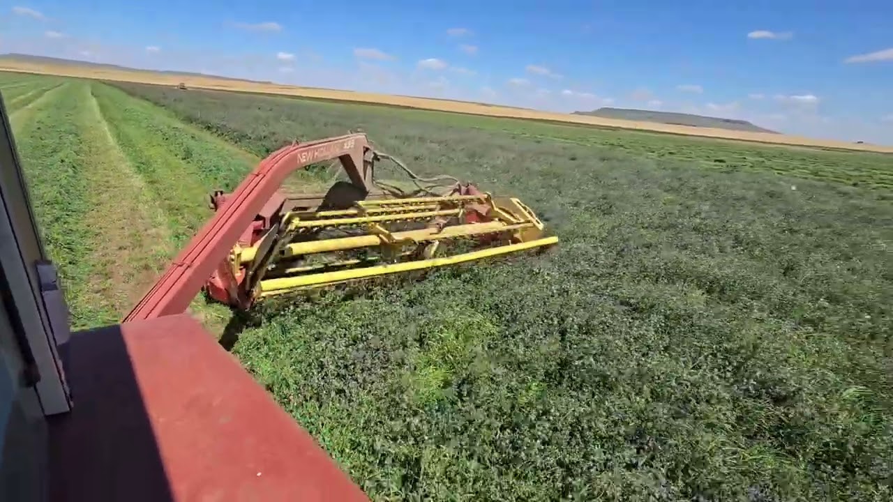 2nd cutting alfalfa New Holland 499 and HW325, IH 886