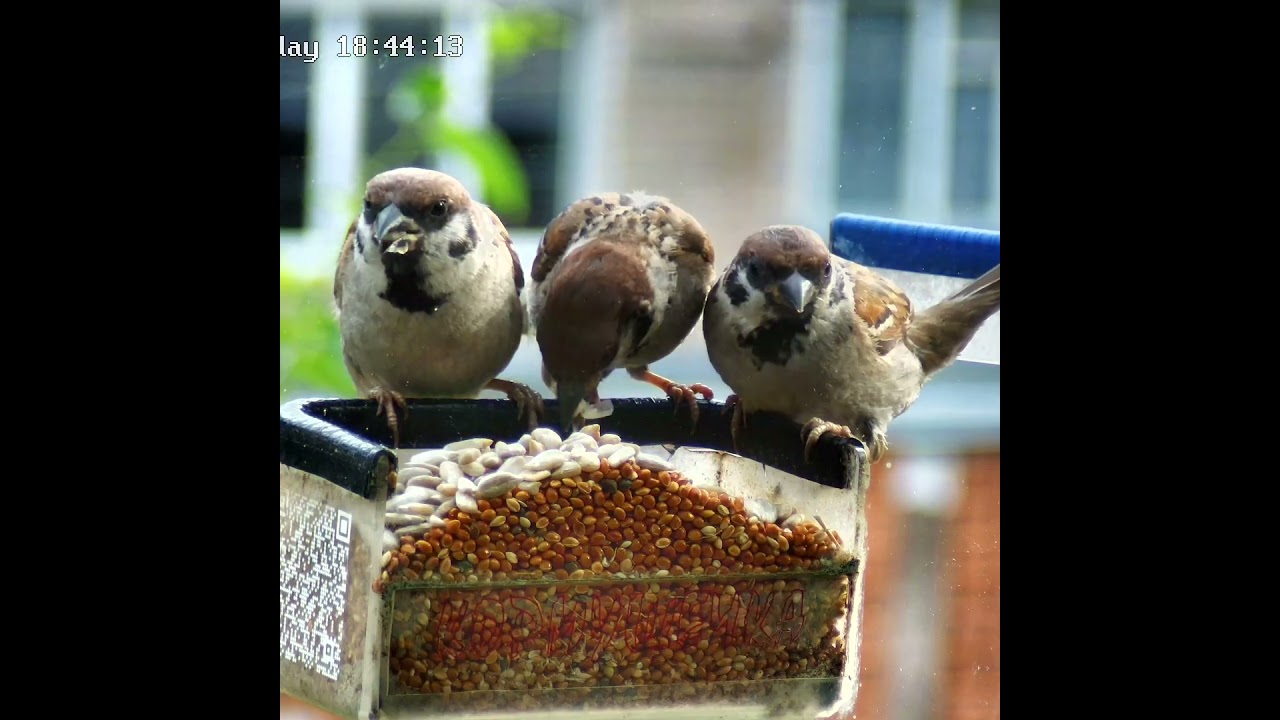 Воробьи в кормушке - Затарились кормом для детишек  #sparrow #birdslover