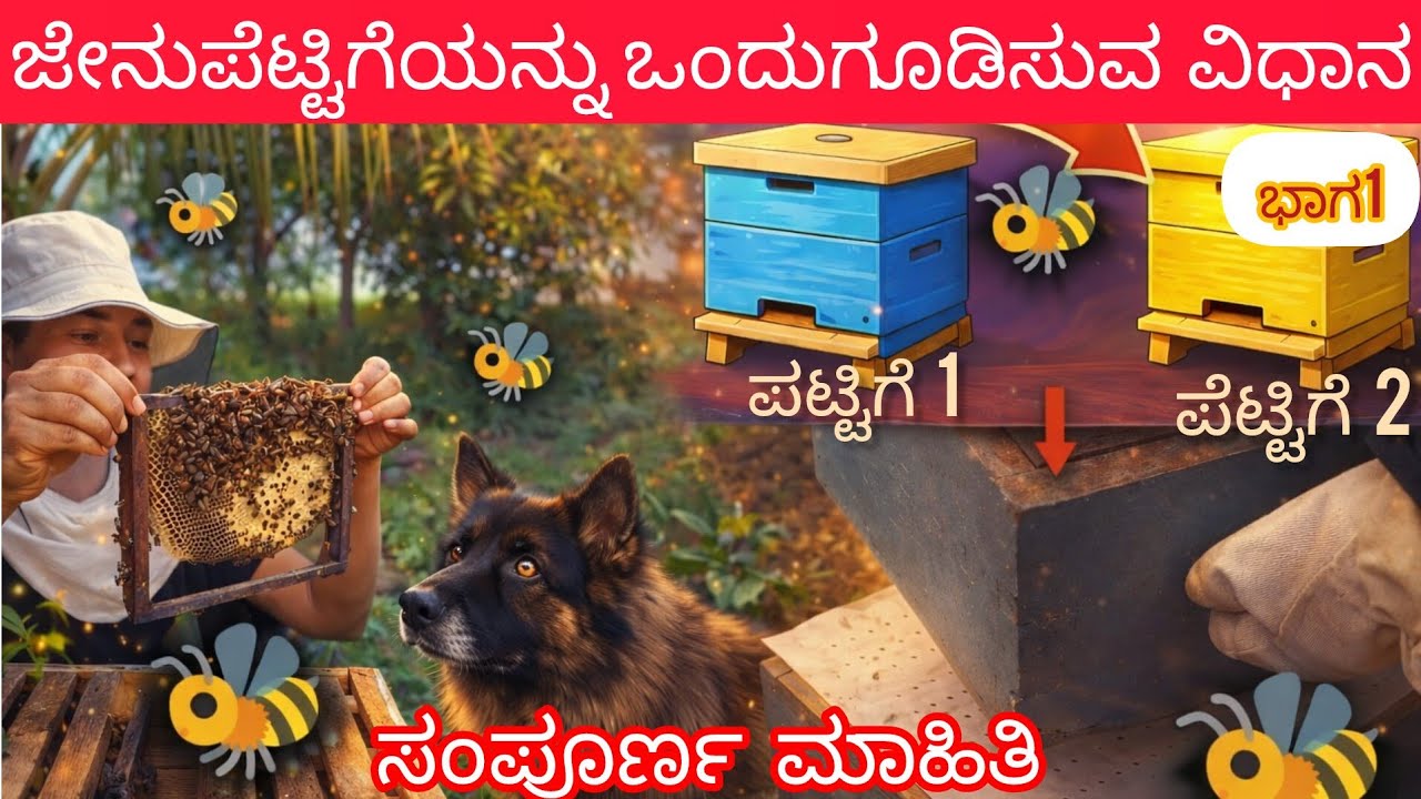 ಜೇನುಗೂಡನ್ನು ಒಂದುಗೂಡಿಸುವ ವಿಧಾನ| Merging of bee hive| Apis cerena#naturalbeekeeping 
