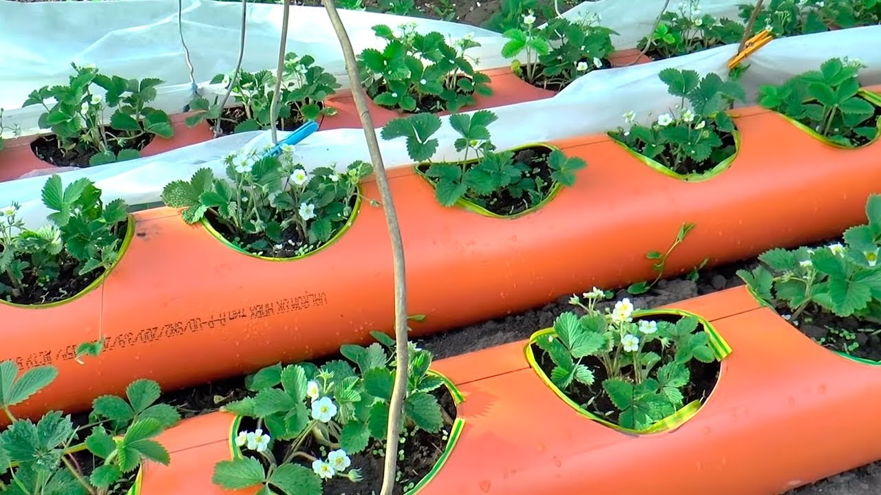Зацвела клубника в трубе ПВХ 200 мм.