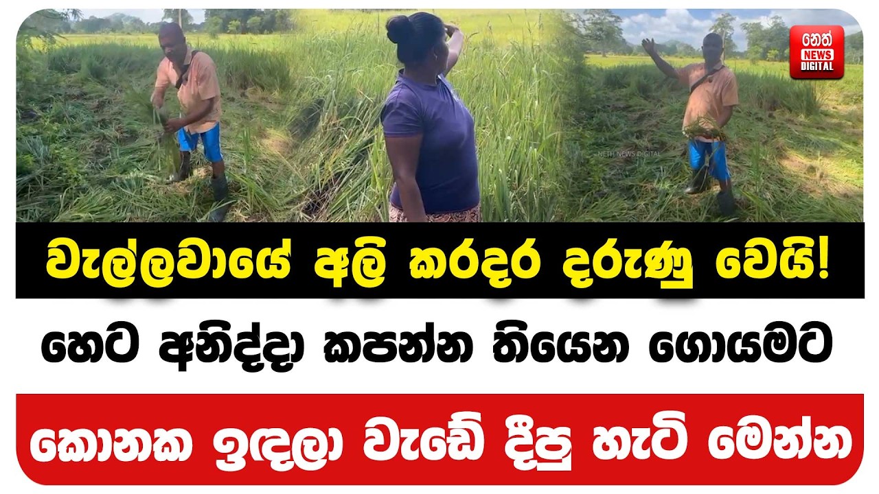 වැල්ලවායේ අලි කරදර දරුණු වෙයි!