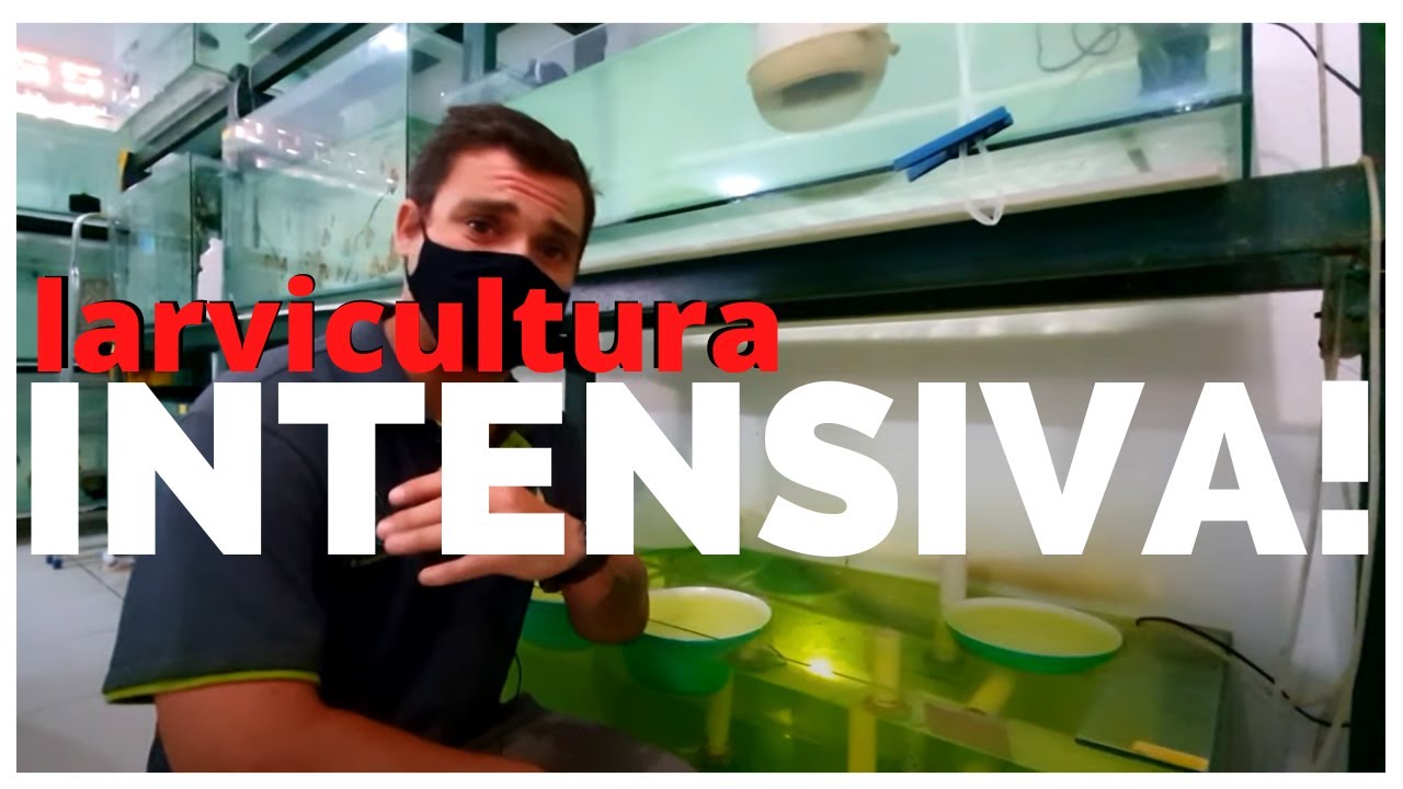 FORMA CORRETA DE ALIMENTAR ACARA DISCO VISITA A CRIAÇÃO DE ARACA DISCUS DO JAYME PARTE 4