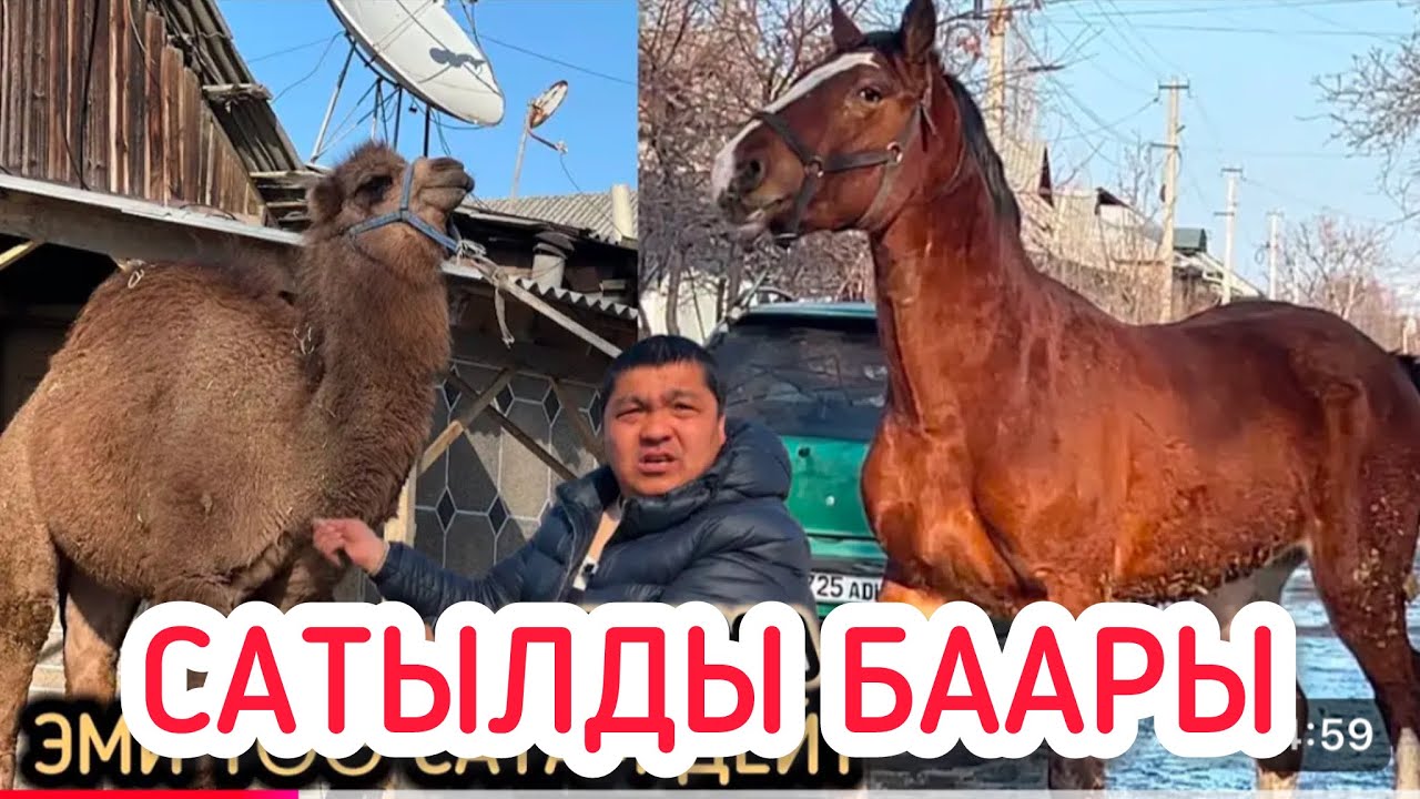 БААРЫ САТЫЛДЫ