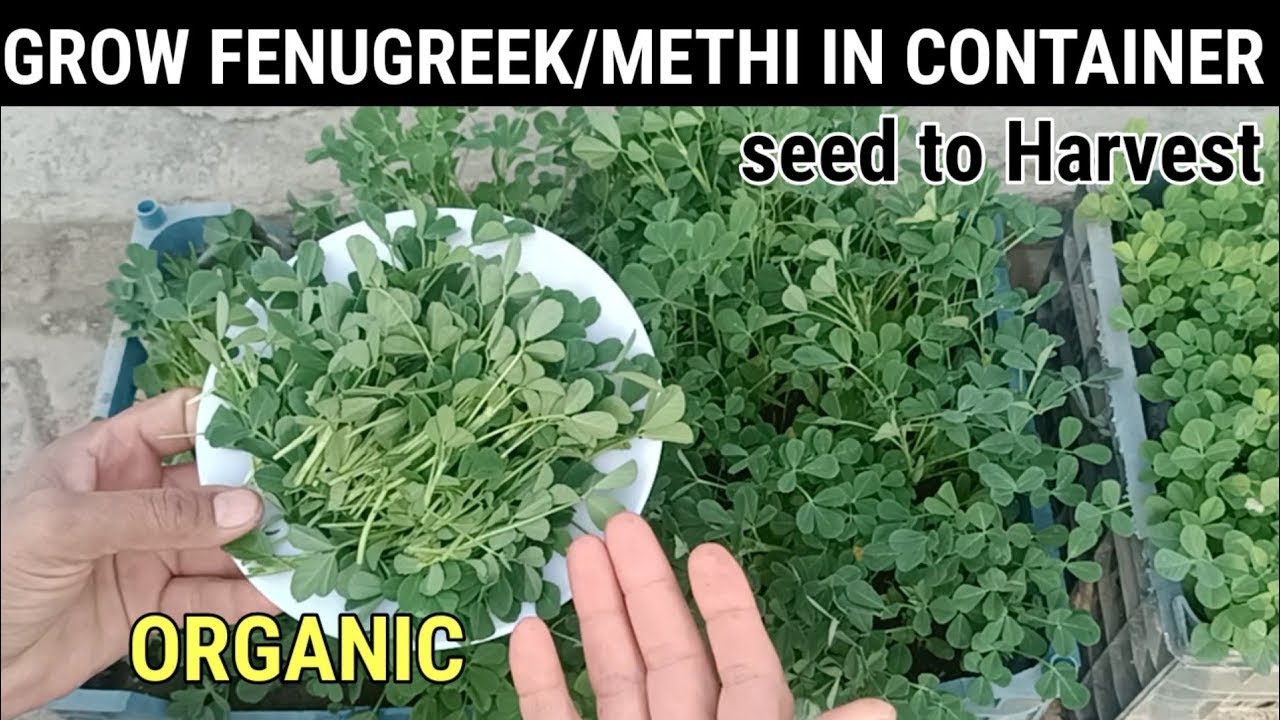 HOW TO GROW FENUGREEK/METHI IN CONTAINERS (with full update)