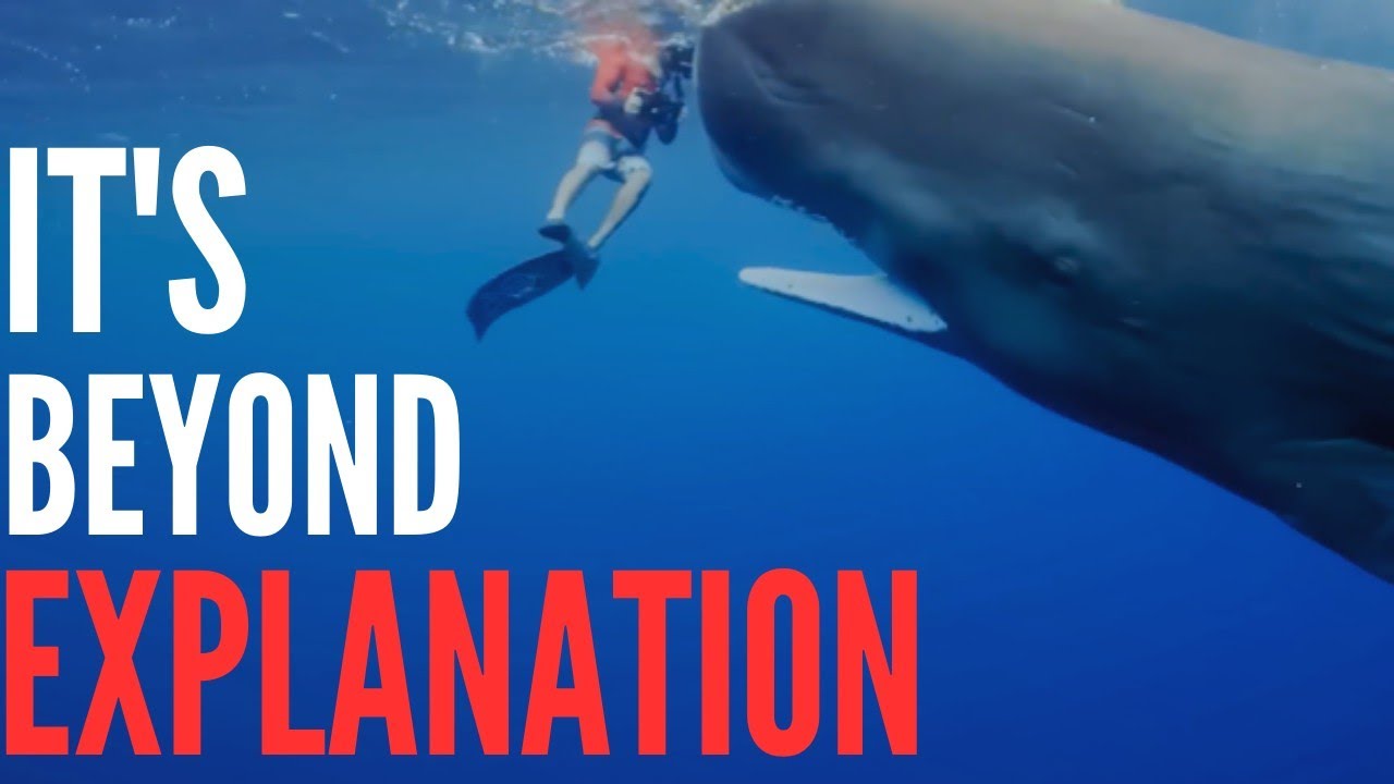 Sperm Whales Shouldn’t Exist… Here’s Why