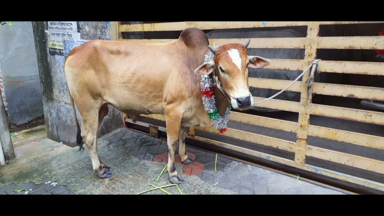 Memories of Qurbani Eid 2025✨️