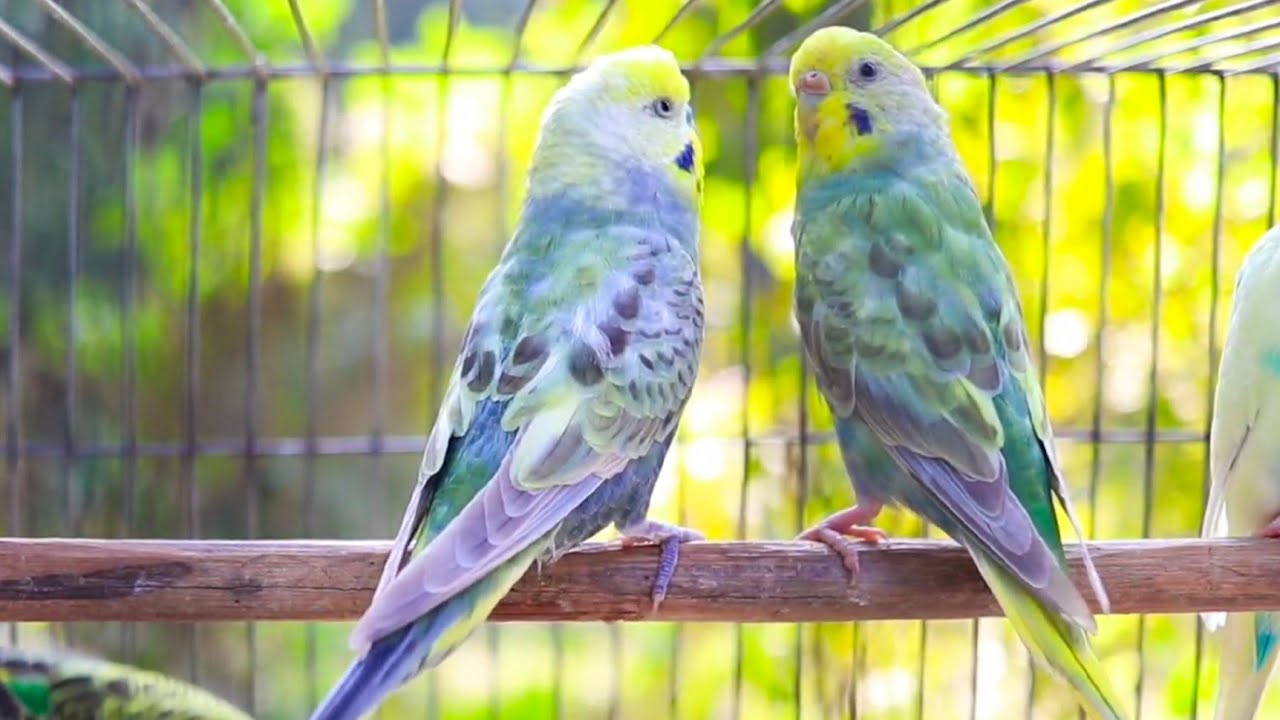 8 hours of Budgie Sounds | Comforting Chirps for Your Sad Budgies and Parakeets