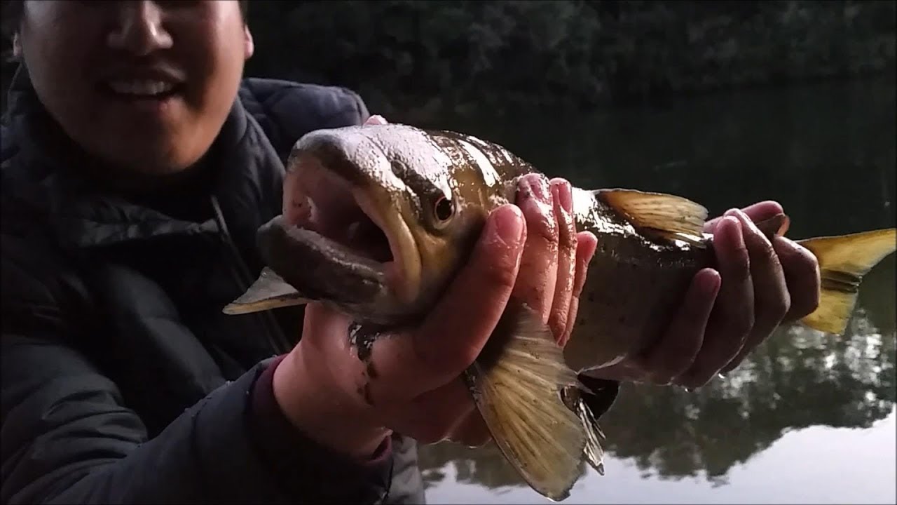 NZ Basic Fishing | Waikato River | My first time fishing for Wild Trout