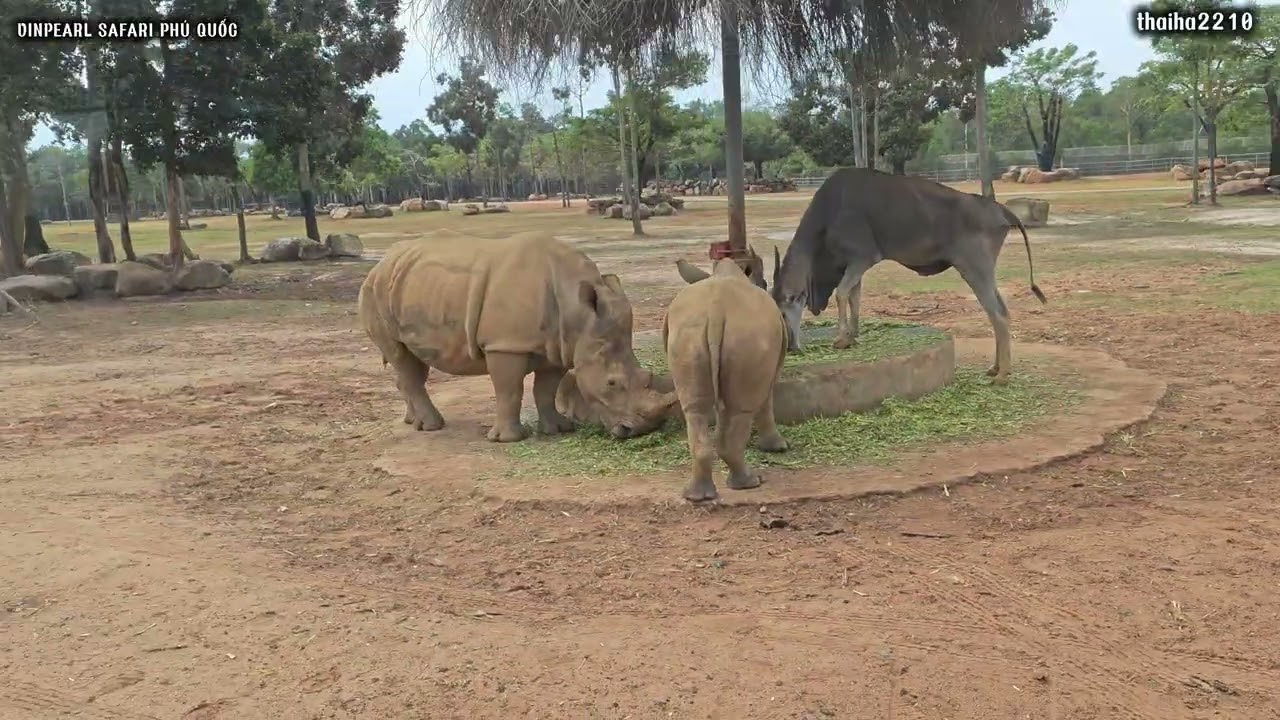 2026.01.19 PHÚ QUỐC - KHÁM PHÁ KHU BẢO TỒN ĐỘNG VẬT BÁN HOANG DÃ TẠI VINPEARL SAFARI