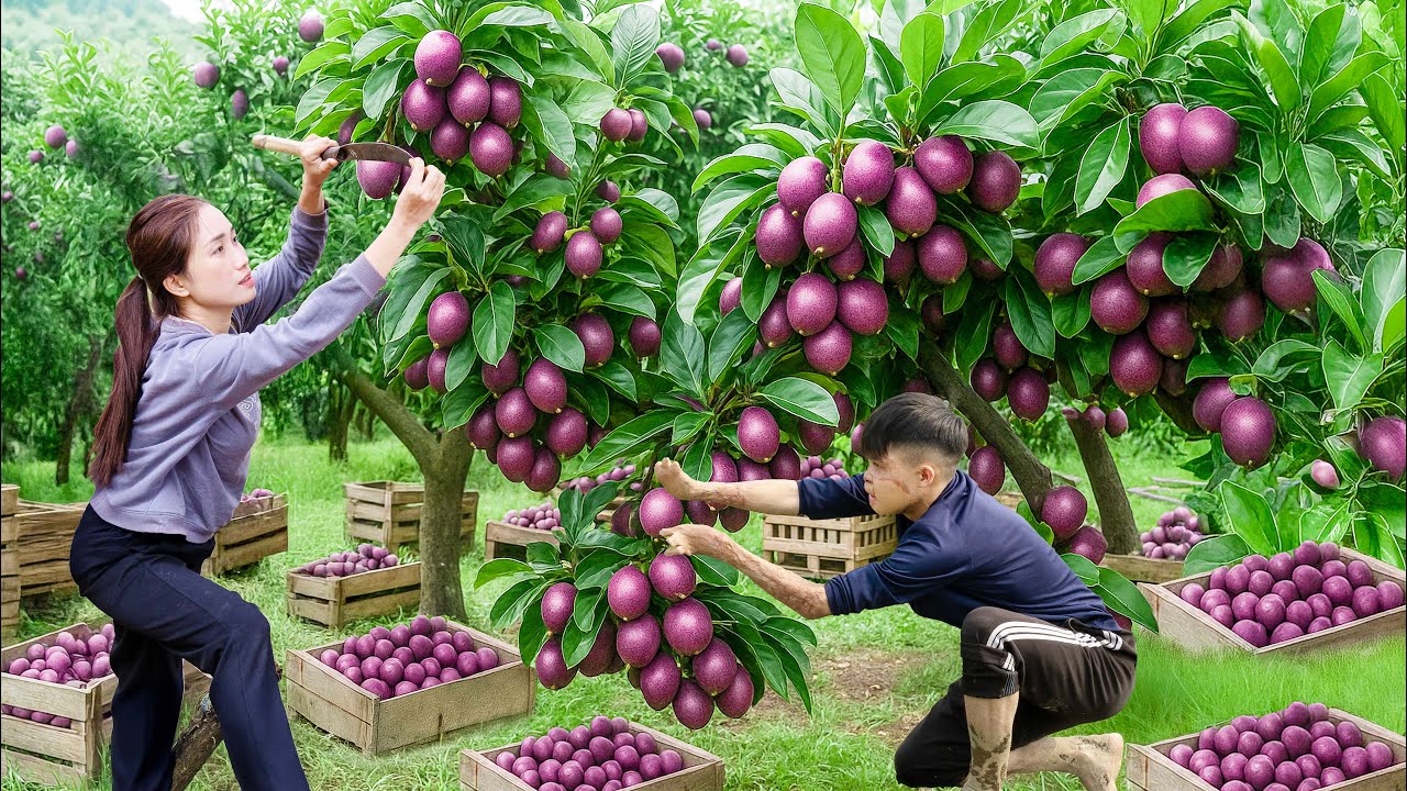 Harvesting Rare Purple Berrylime For Sale &ndash; Curious What It Tastes Like? | L&yacute; Thị Hoa