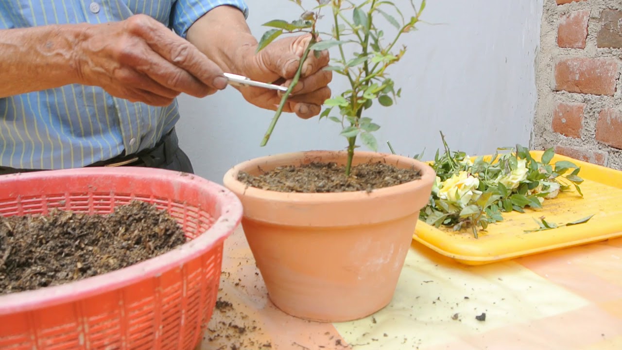 poda y siembra de esquejes de rositas 1