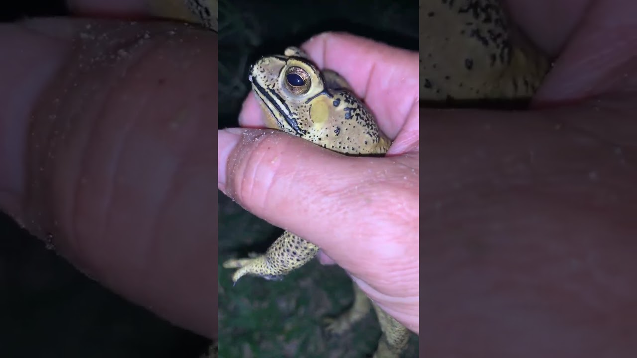 Asian Toad frog #virallife #rainfrog #animal #wildlife #viral #life #dailyvlog #shortsfeed  #toads