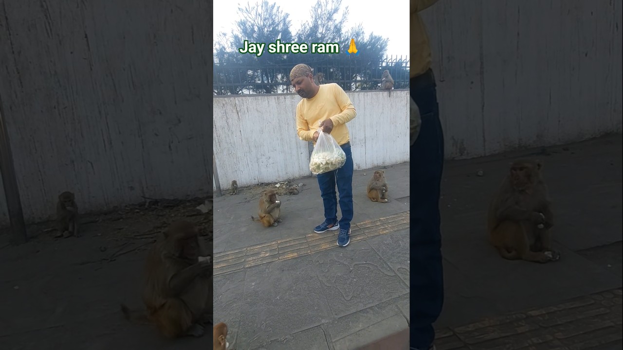 jay shree ram 🙏#monkey #anmol #sewa #shardha #trendingshorts #viralvideo #youtubeshorts