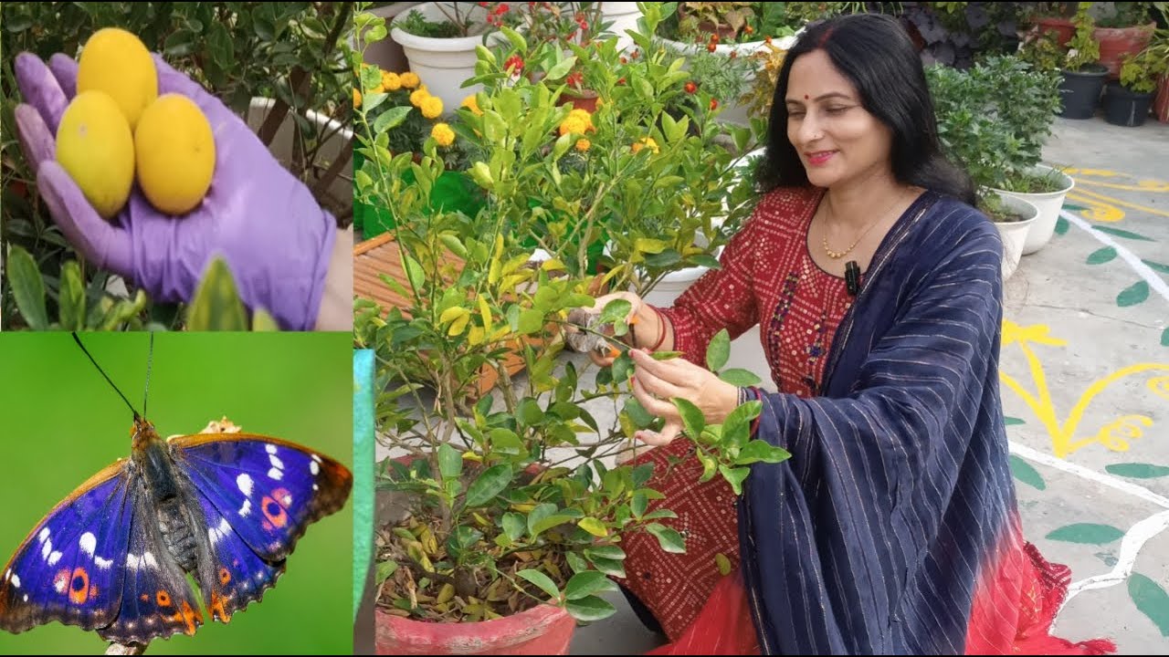 Winter care of lemon plant for heavy fruiting  | Rashmi's World - Create to Decorate