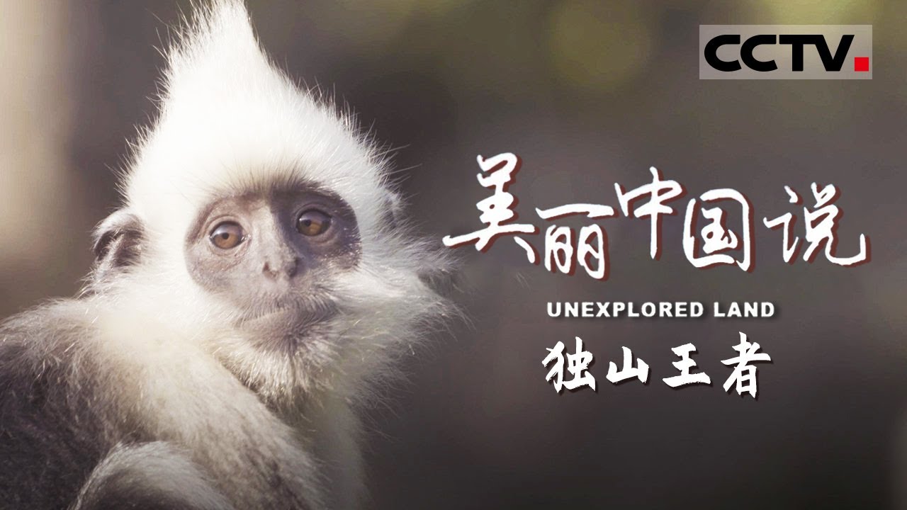 【ENG】《美丽中国说》UNEXPLORED LAND EP12 老猴王如何应对流浪公猴的挑战 独山家族又将何去何从？【CCTV纪录】