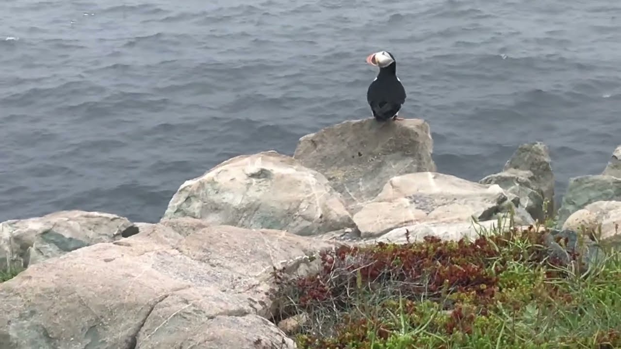 In Search of Puffins, Eliston, Cape Bonavista