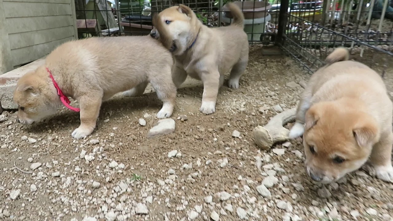 穴にはまった子犬