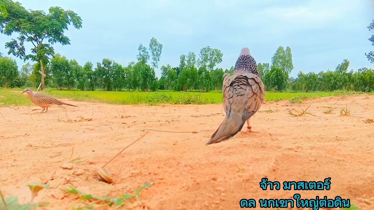 นกต่อสายพันธุ์ดุ ดึงลง4ตัว #นกเขาใหญ่ต่อดิน