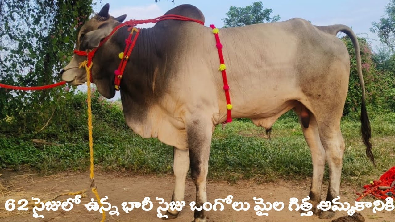 62 సైజులో ఉన్న భారీ సైజు ఒంగోలు మైల గిత్త అమ్మకానికి | Biggest Ongole Bull for sale ‎@purnafarms 