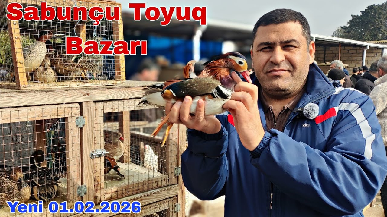 Sabunçu Toyuq Bazarı 1 fevral 2026