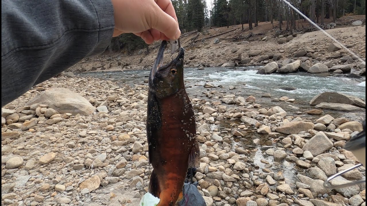 took me 1 hour to catch my kokanee limit